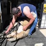 Sheep Shearing
