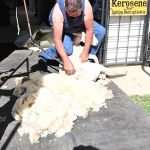 Sheep Shearing
