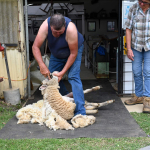 Sheep Shearing