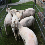 Sheep Shearing